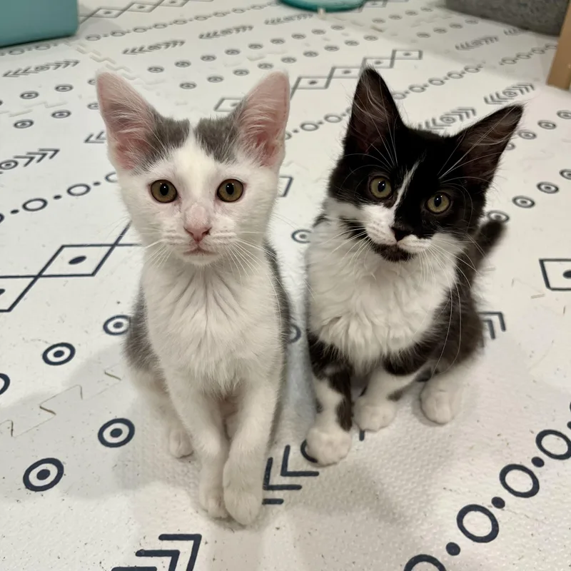 A baby small-sized female Domestic Medium Hair cat named Mungojerri for adoption in Alexandria, VA