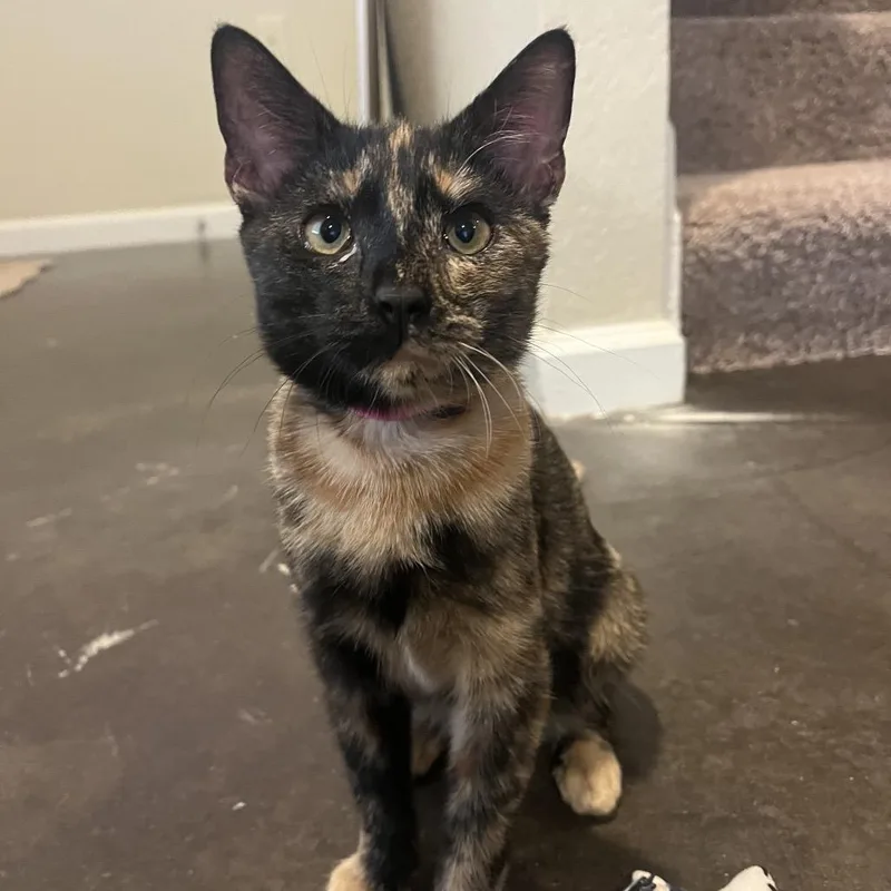 A young medium-sized female Tortoiseshell Domestic Short Hair cat named Dessa for adoption in Auburn, AL