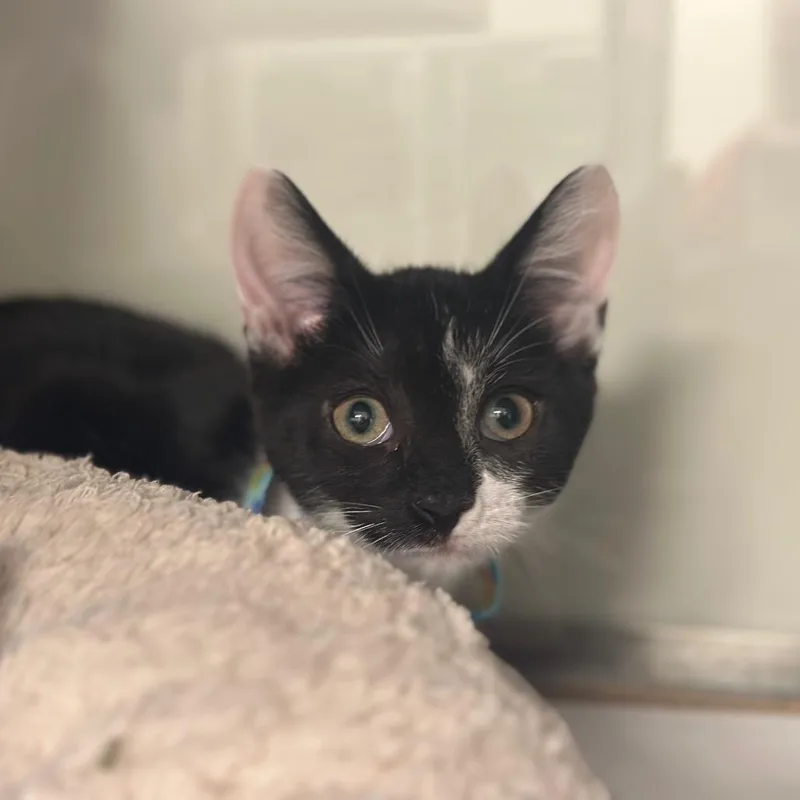 A baby small-sized male Black Domestic Short Hair cat named WV Rumbo for adoption in Port Washington, NY