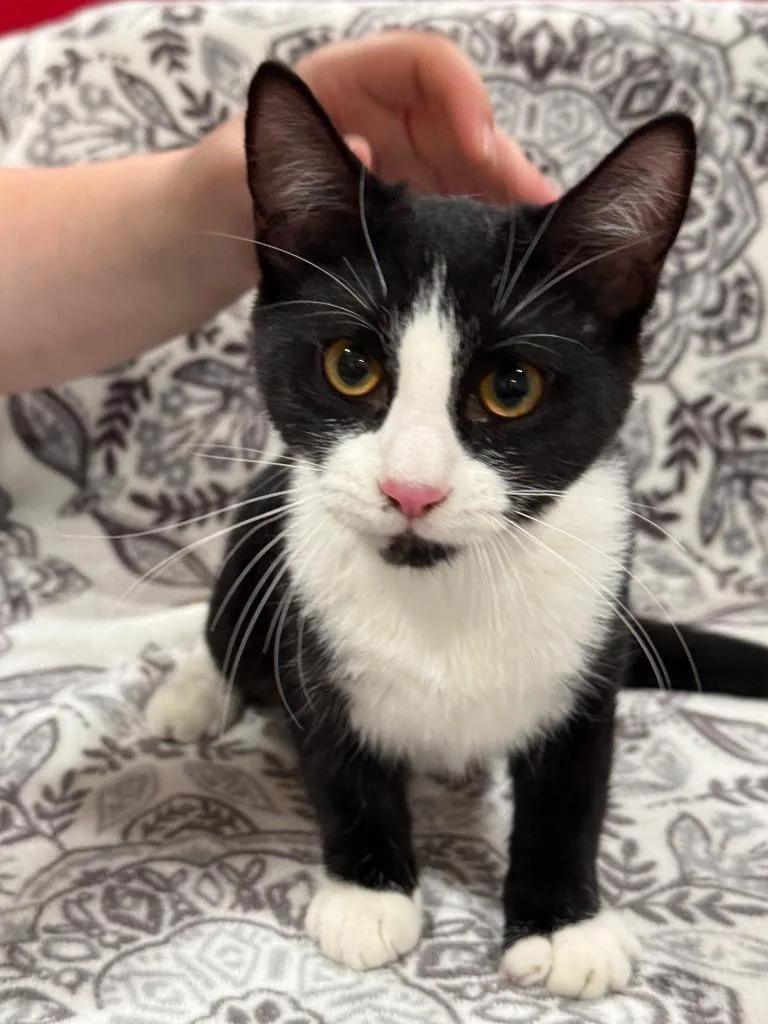 A baby medium-sized female Domestic Short Hair cat named Olympia for adoption in Vacaville, CA