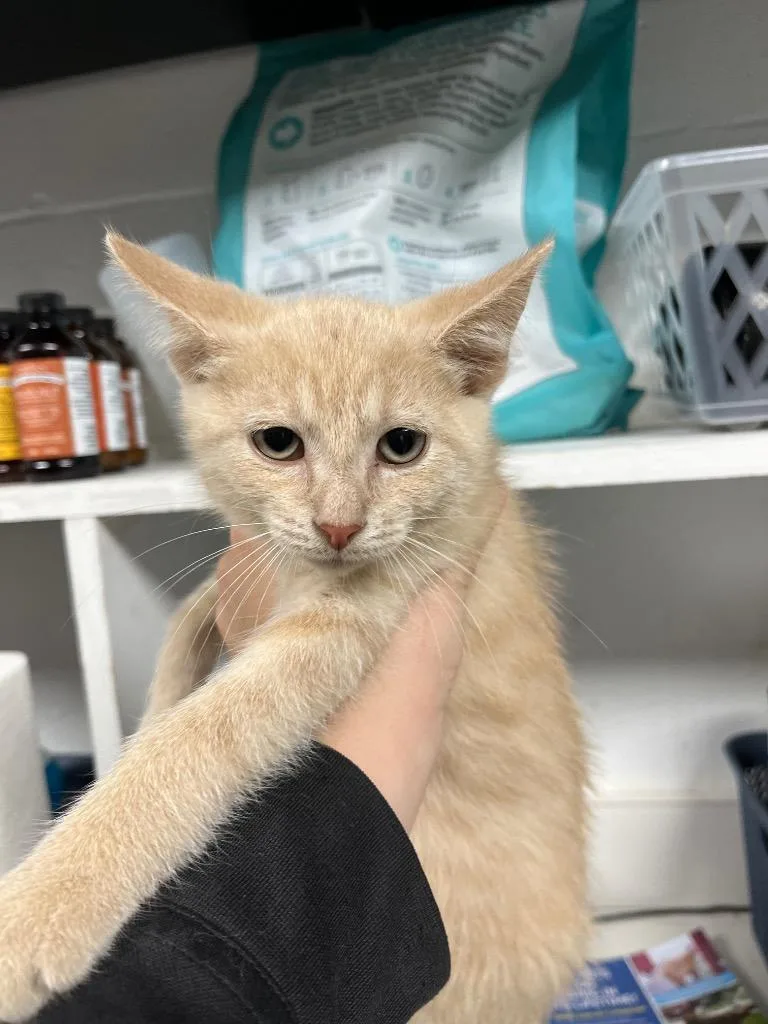 A baby medium-sized male Domestic Short Hair cat named Sprinkles for adoption in Troy, OH