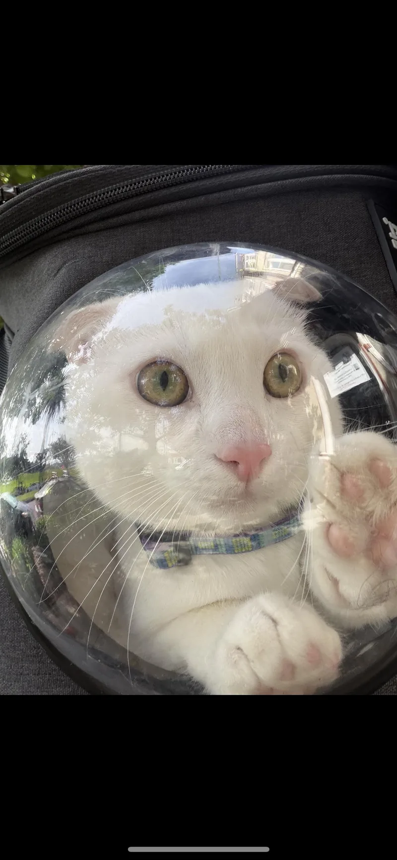 A baby medium-sized male White Domestic Short Hair cat named Sweet Pea for adoption in San Francisco, CA