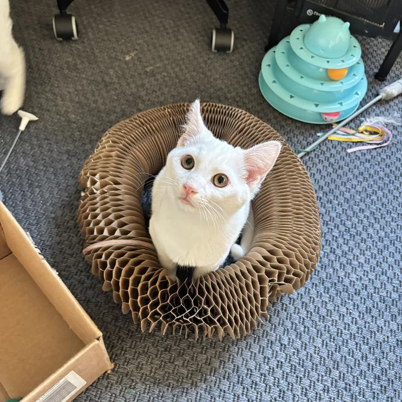 Sweet Pea thumbnail 4