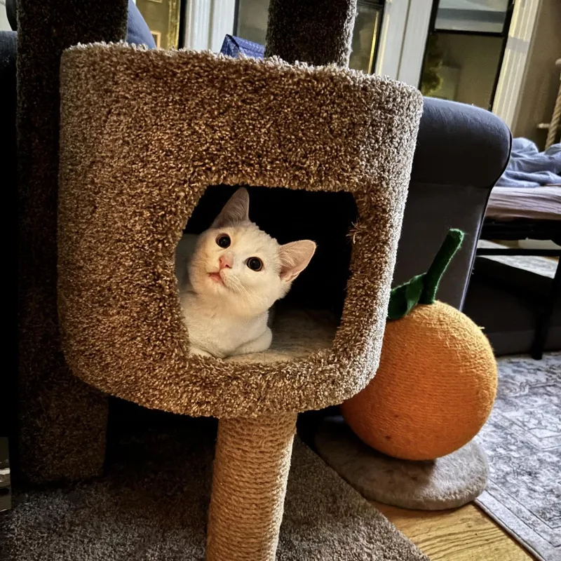 Sweet Pea thumbnail 5