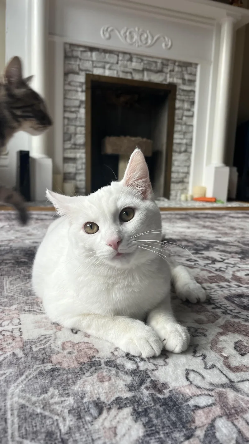 Sweet Pea thumbnail 6