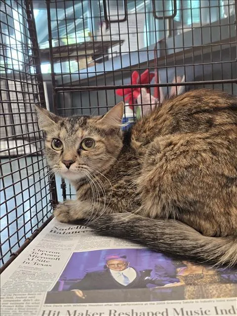 A young medium-sized female Domestic Short Hair cat named Sowi for adoption in Chatsworth, CA