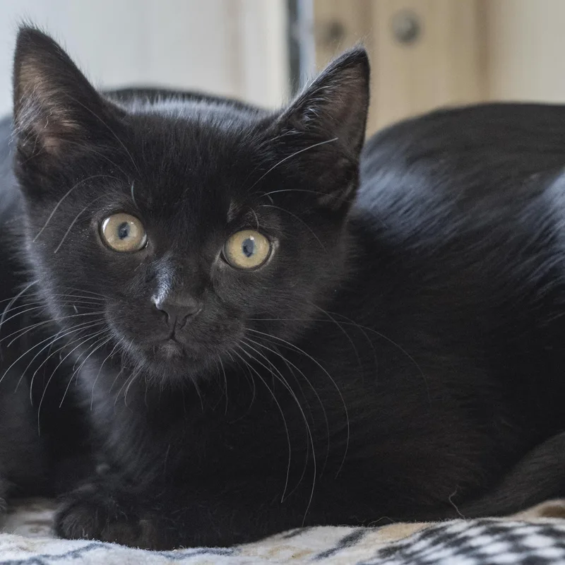 A baby medium-sized male Black Domestic Short Hair cat named Scooter for adoption in Pontiac, MI