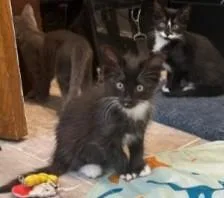 A baby medium-sized male Black & White / Tuxedo Domestic Medium Hair cat named Romeo for adoption in Bolingbrook, IL