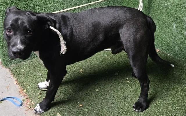 A young large-sized male German Shepherd Dog dog named Solomon for adoption in Lancaster, CA