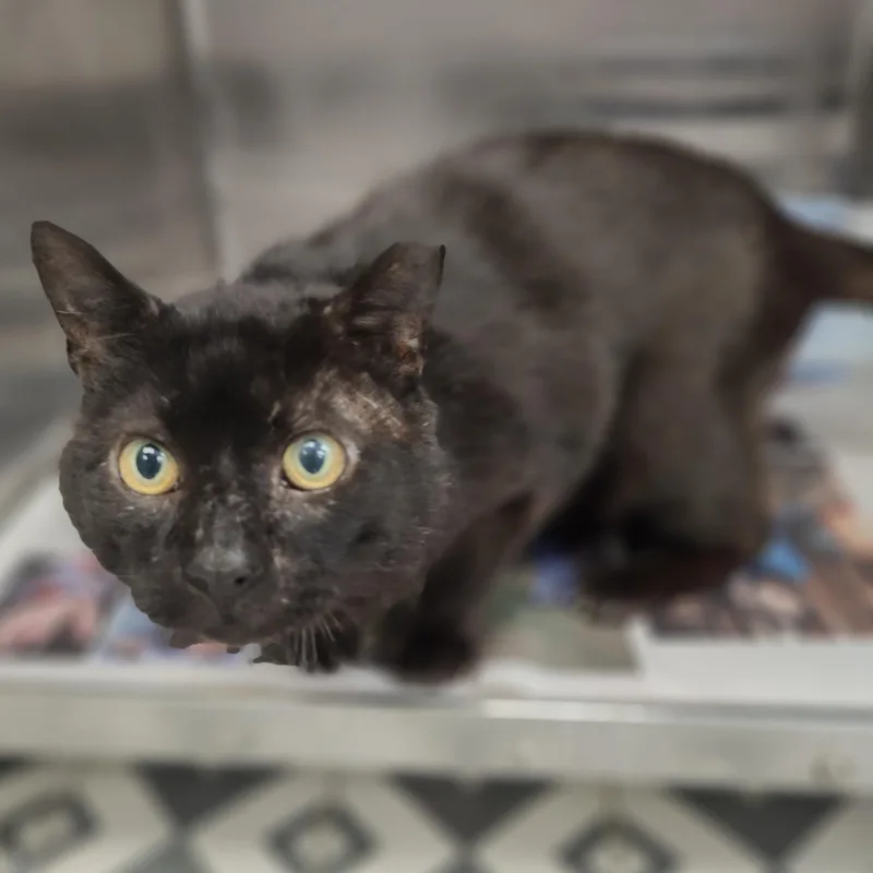 An adult medium-sized male Black Domestic Short Hair cat named Hemi for adoption in Jersey city, NJ