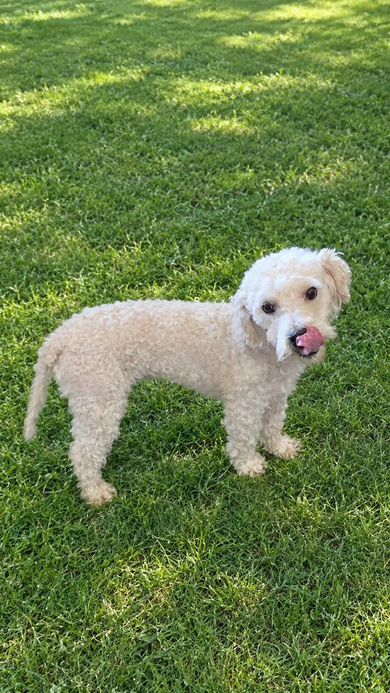 A young small-sized male White / Cream Miniature Poodle dog named Gaston for adoption in las vegas, NV