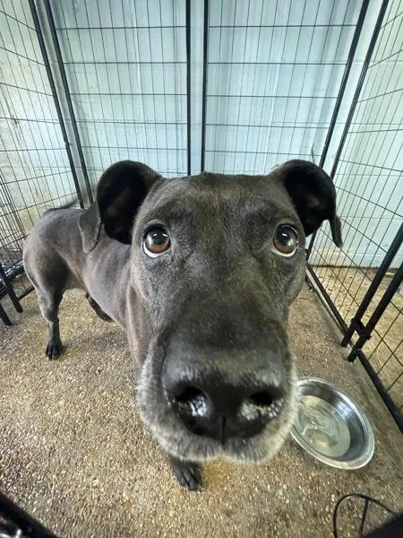 An adult large-sized female Pit Bull Terrier dog named Bailey for adoption in Mobile, AL
