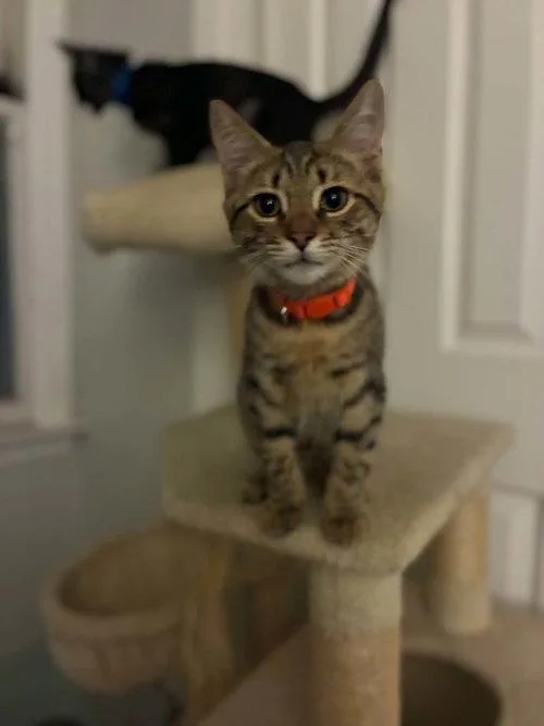 A baby medium-sized male Tabby cat named Tiger for adoption in Mount Royal, NJ