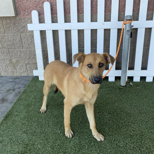 A young large-sized female German Shepherd Dog dog named Maggie for adoption in Modesto, CA