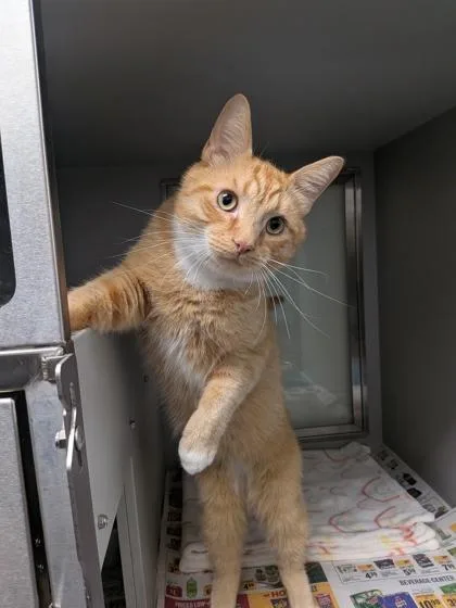 Simba