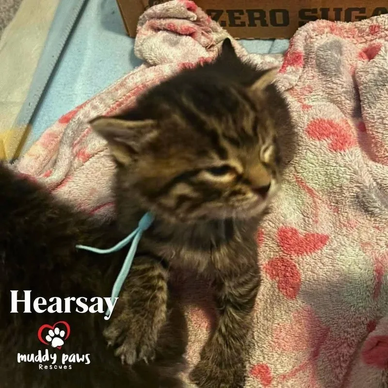 A baby small-sized male Domestic Short Hair cat named Legal Litter: Hearsay for adoption in Council Bluffs, IA
