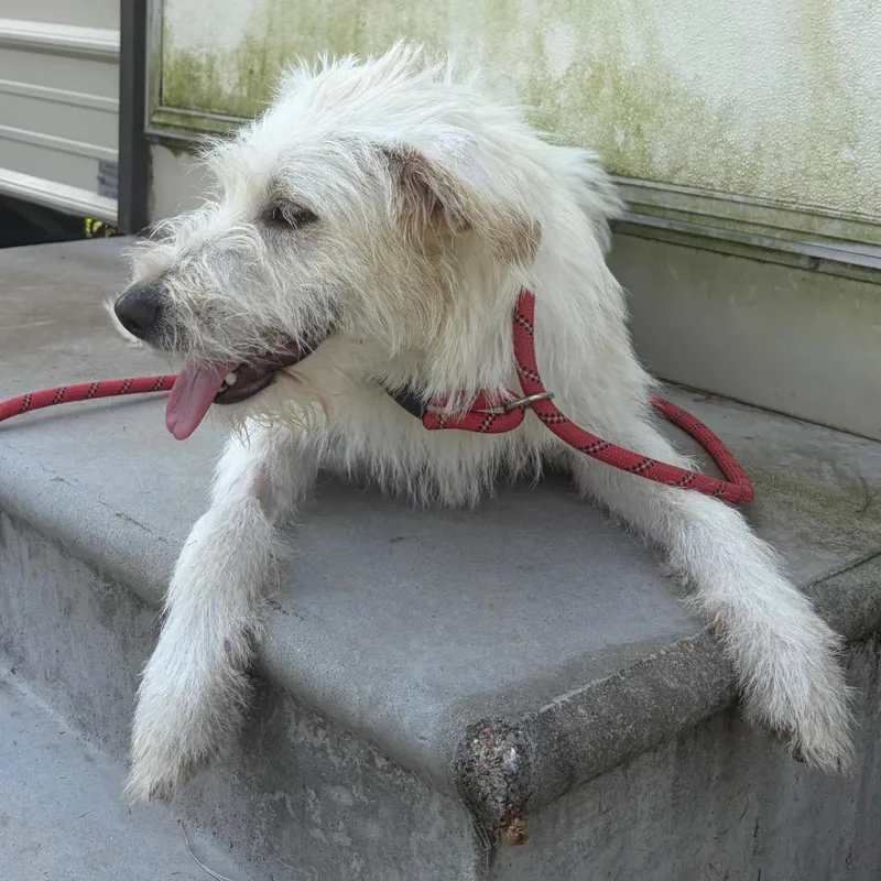 A young medium-sized male Terrier dog named Goose Gander for adoption in Houston, TX