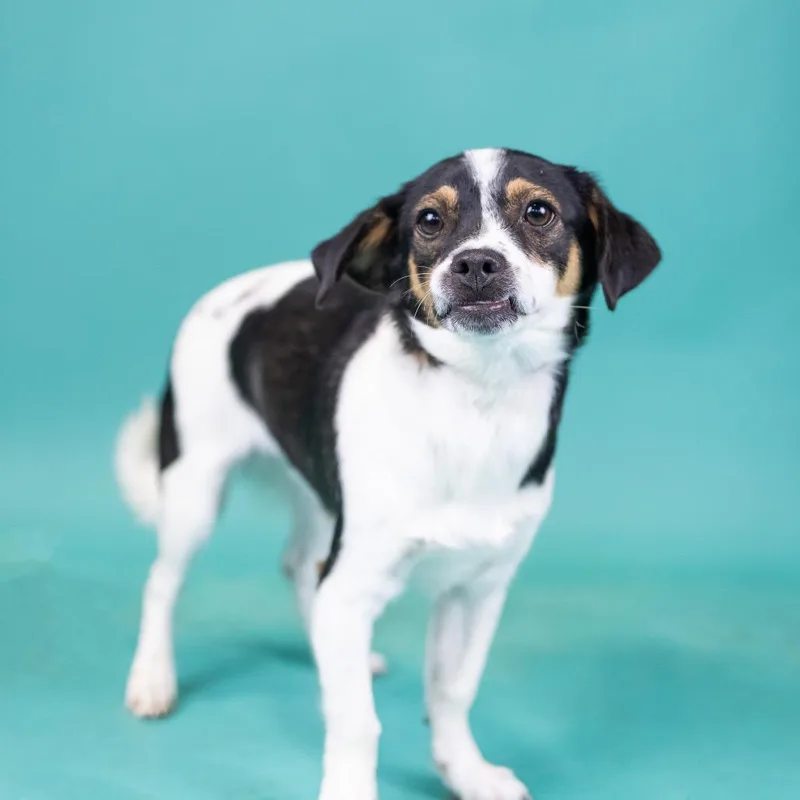 A young small-sized male Black Mixed Breed dog named Bear for adoption in Portland, OR
