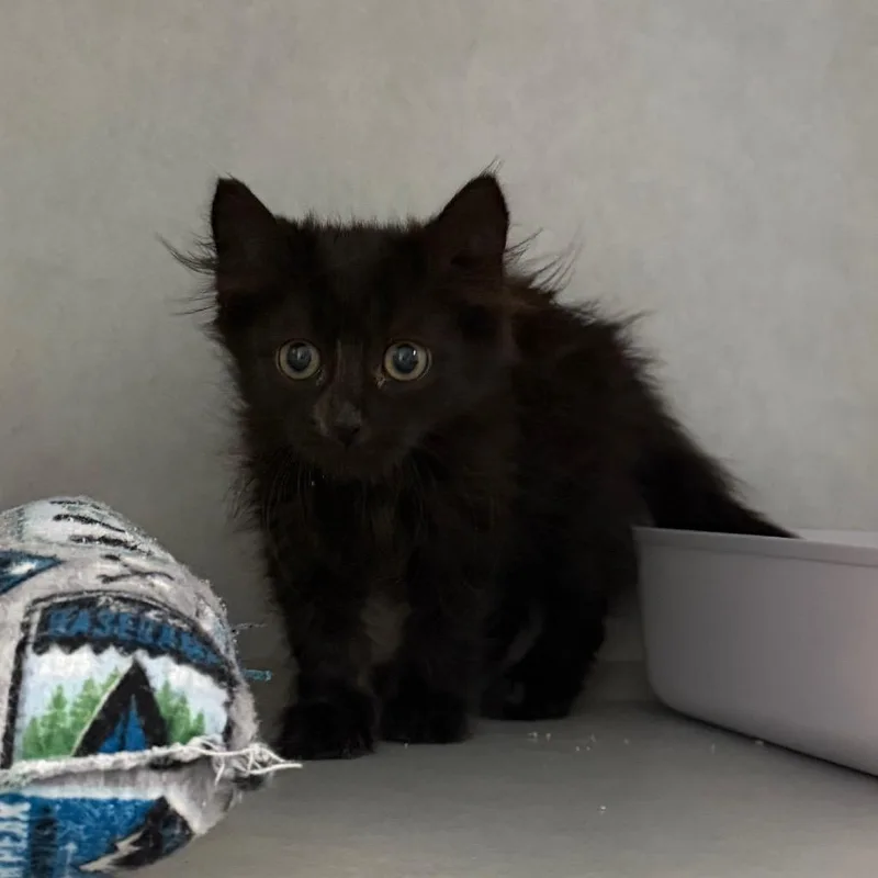A baby small-sized female Black Domestic Short Hair cat named Sable for adoption in Summerville, SC