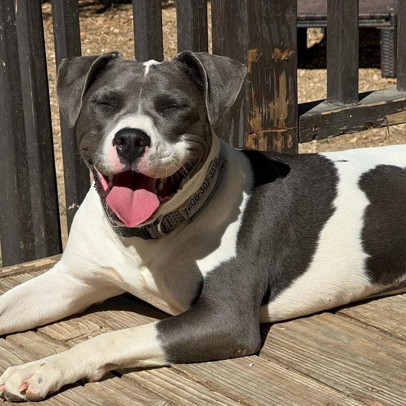 A young medium-sized female Gray / Blue / Silver Mixed Breed dog named Charlotte for adoption in San Francisco, CA