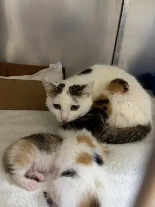 An adult small-sized female Domestic Short Hair cat named Remey for adoption in West Chester, PA