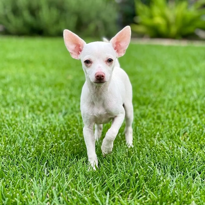 A young small-sized male White / Cream Chihuahua dog named White Walker for adoption in Las Vegas, NV
