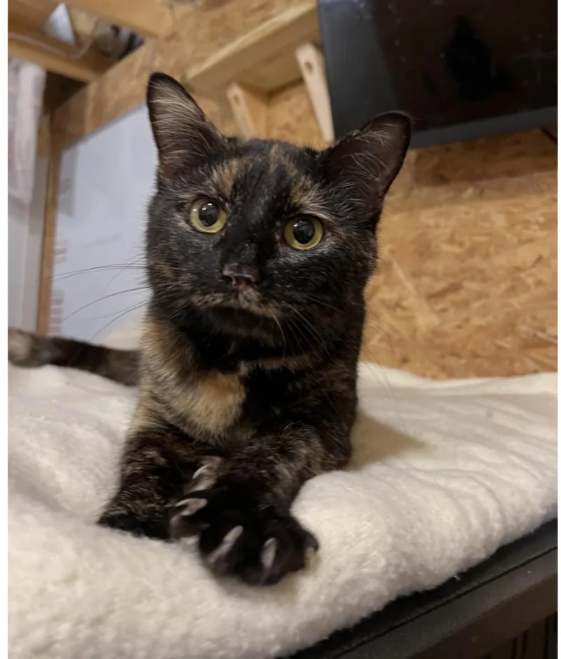 A young medium-sized female Domestic Short Hair cat named Daphne for adoption in Sneads Ferry, NC