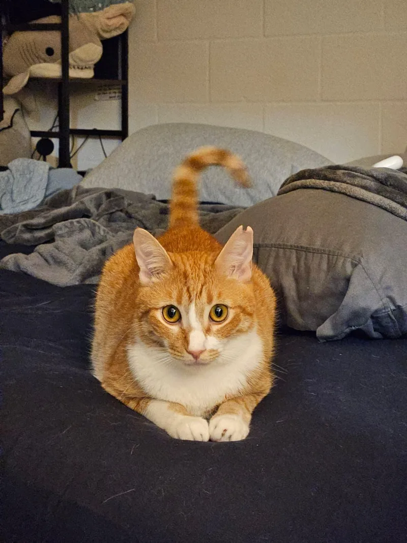 An adult large-sized male Tabby (Orange / Red) Domestic Short Hair cat named Gus Gus for adoption in Honolulu, HI