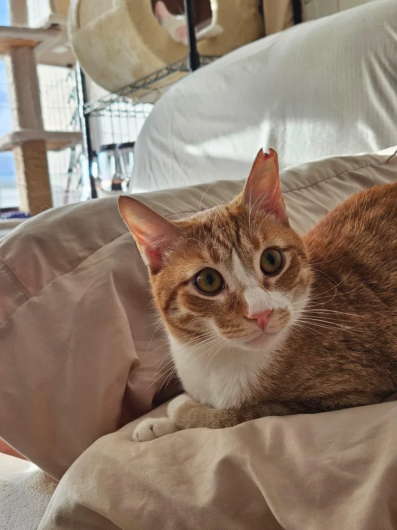 Gus Gus thumbnail 3