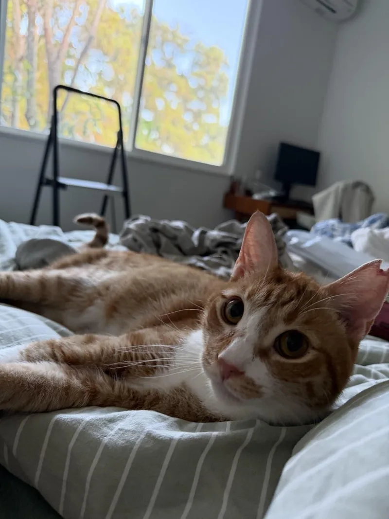 Gus Gus thumbnail 4