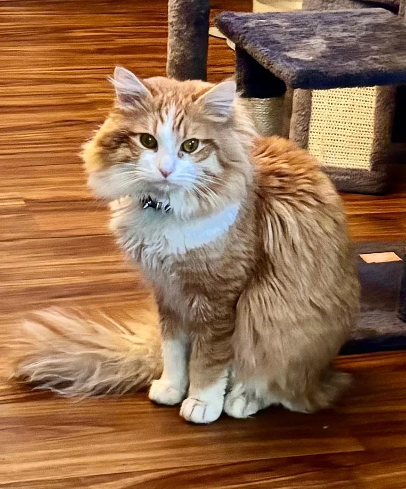 An adult medium-sized male Domestic Long Hair cat named Archie for adoption in Vacaville, CA