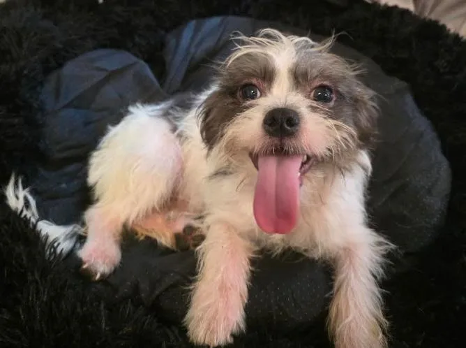 Oreo
