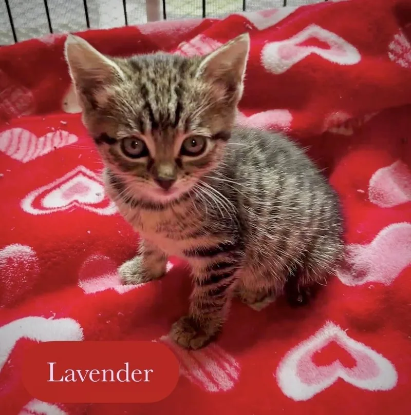 A baby small-sized female Brown / Chocolate Domestic Short Hair cat named Lavender for adoption in Chalfont, PA