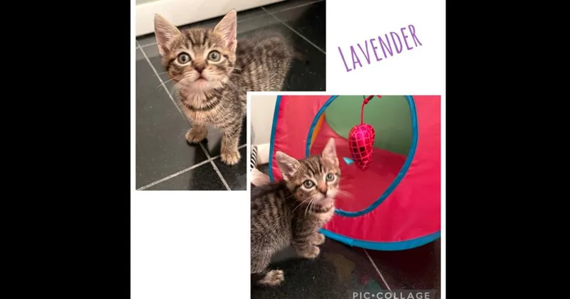 Lavender thumbnail 2