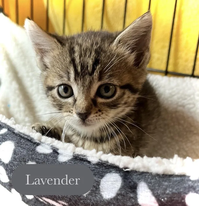 Lavender thumbnail 3