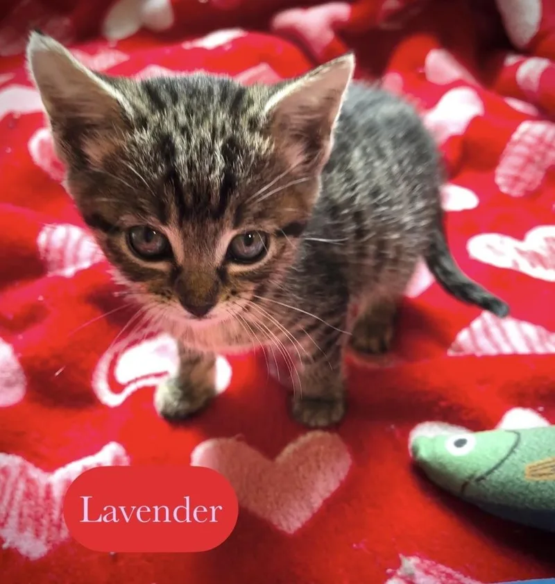 Lavender thumbnail 4