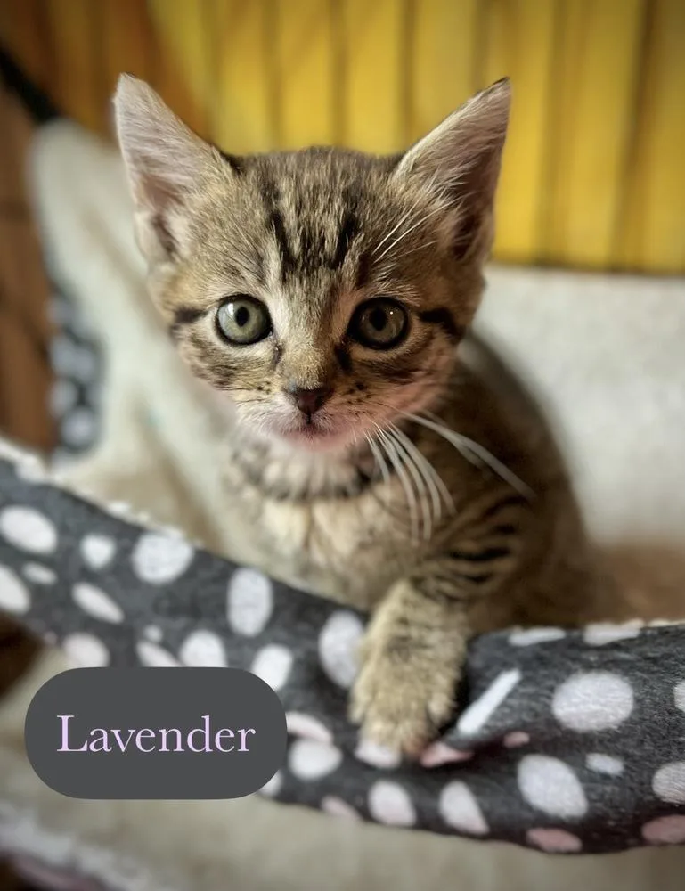 Lavender thumbnail 5