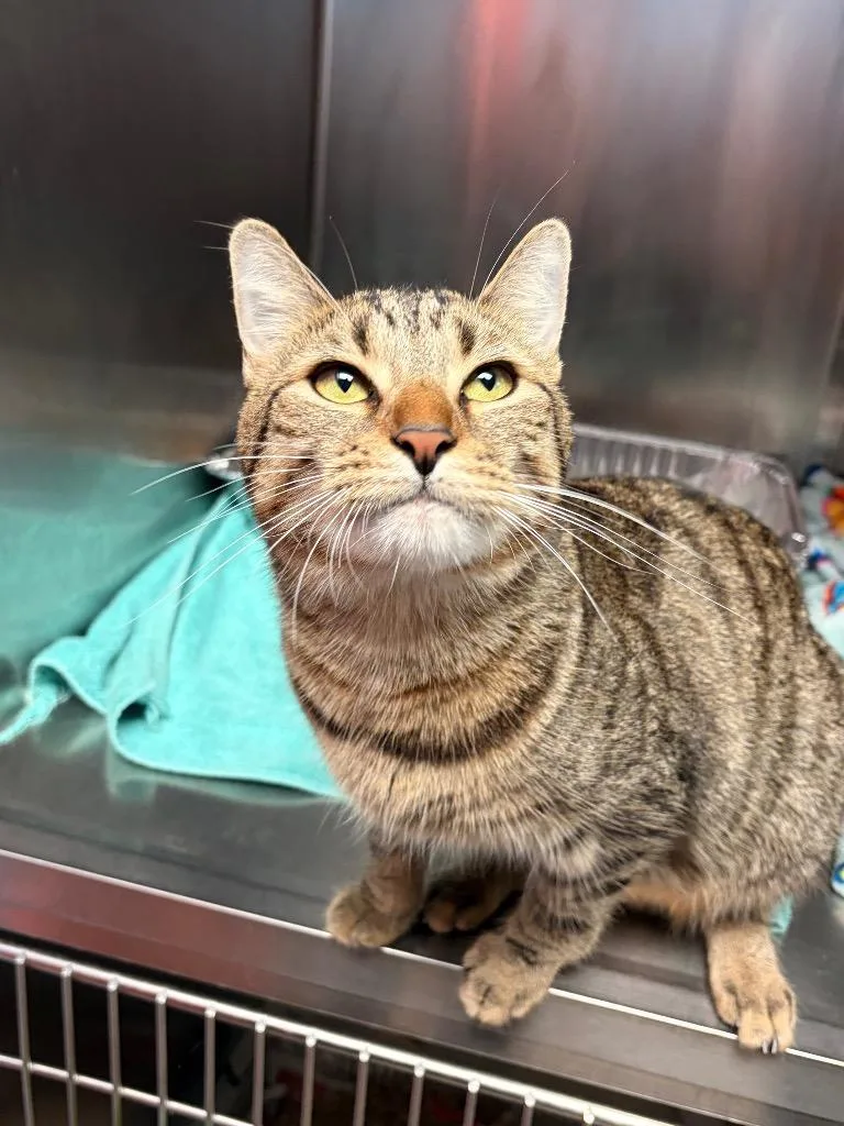A young medium-sized male Domestic Short Hair cat named Sergio for adoption in Detroit, MI