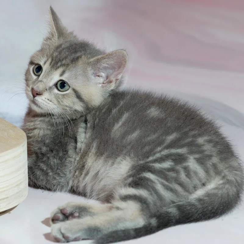 A baby small-sized male Gray / Blue / Silver Domestic Short Hair cat named Fern for adoption in Forest Park, IL