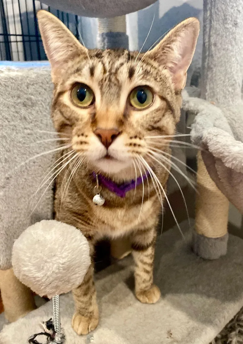 An adult medium-sized female Domestic Short Hair cat named Fawn for adoption in Seal Beach, CA