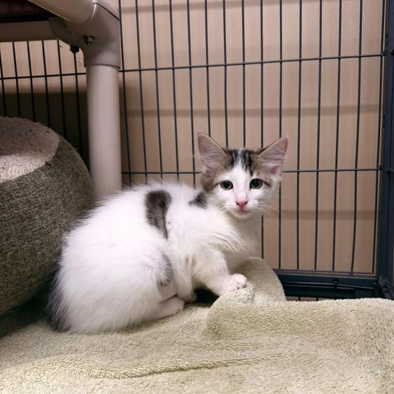 A baby small-sized female White Domestic Short Hair cat named Zelda for adoption in Columbus, NC