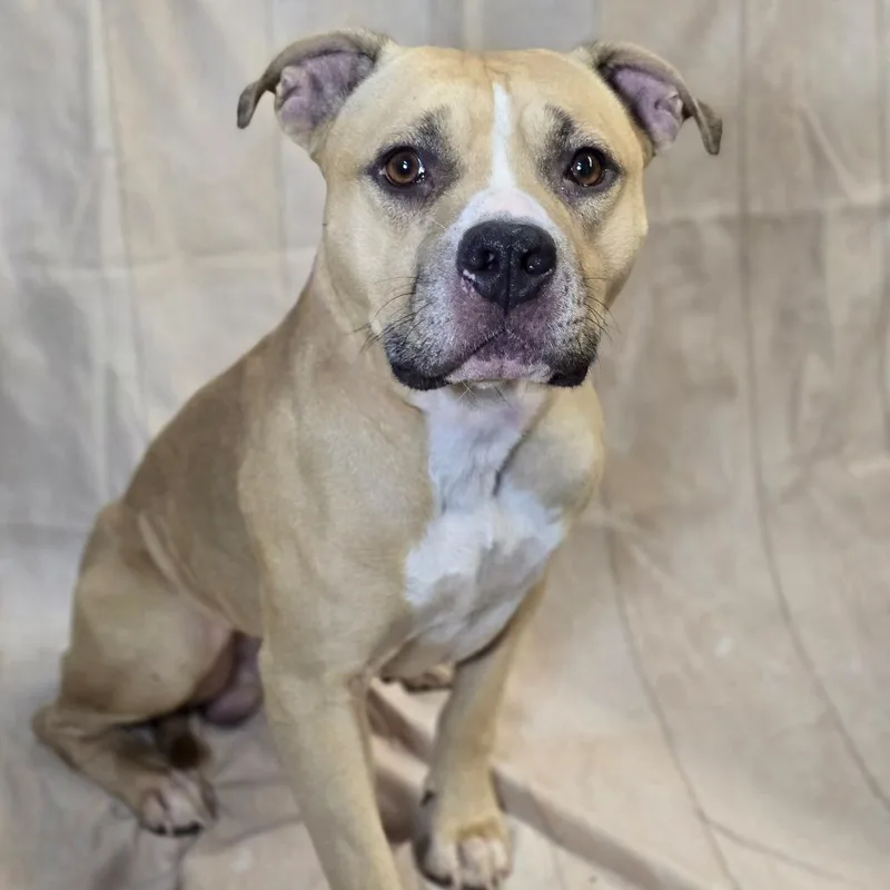 A young medium-sized male Yellow / Tan / Blond / Fawn Pit Bull Terrier dog named Bosco for adoption in Enid, OK