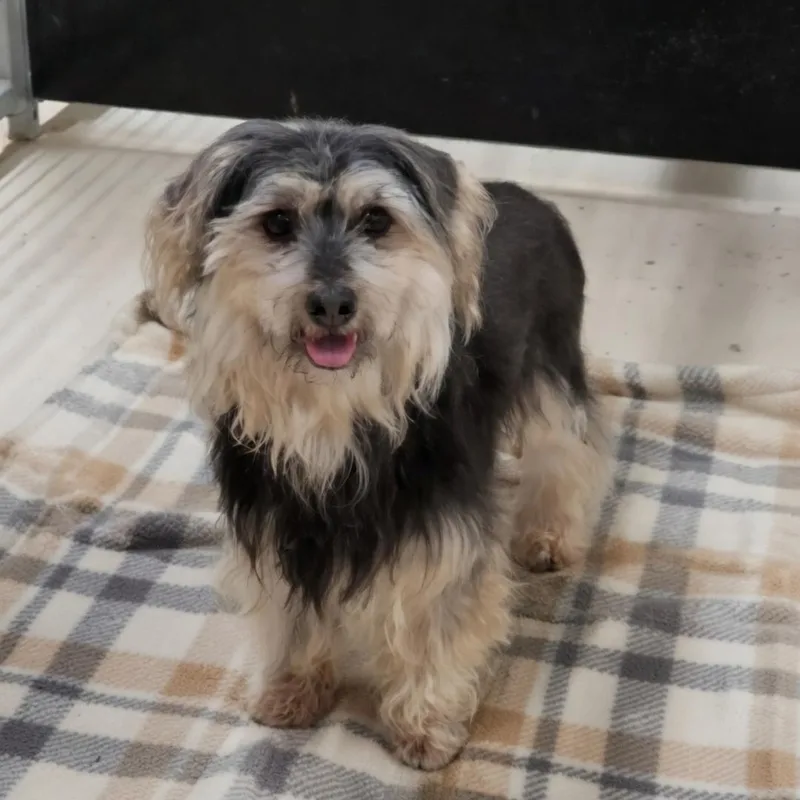 A young small-sized male Yorkshire Terrier dog named Ranger for adoption in Dandridge, TN