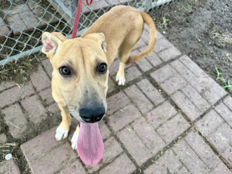 A young medium-sized female Great Dane dog named Zaza for adoption in Houston, TX