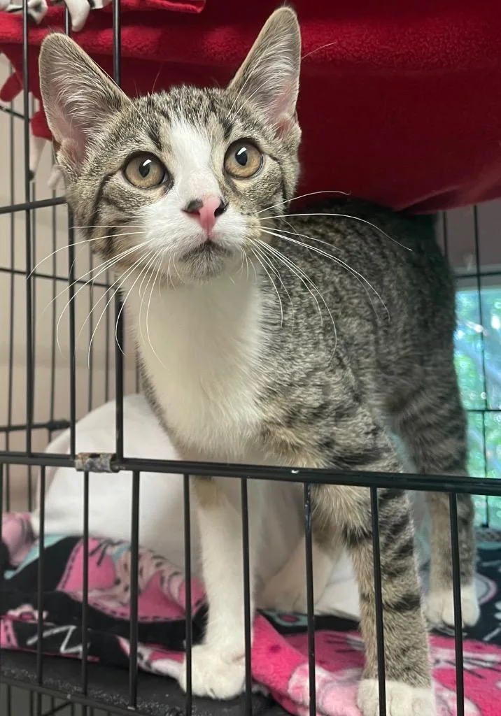 A baby medium-sized male Domestic Short Hair cat named Gomez for adoption in Westfield, NY
