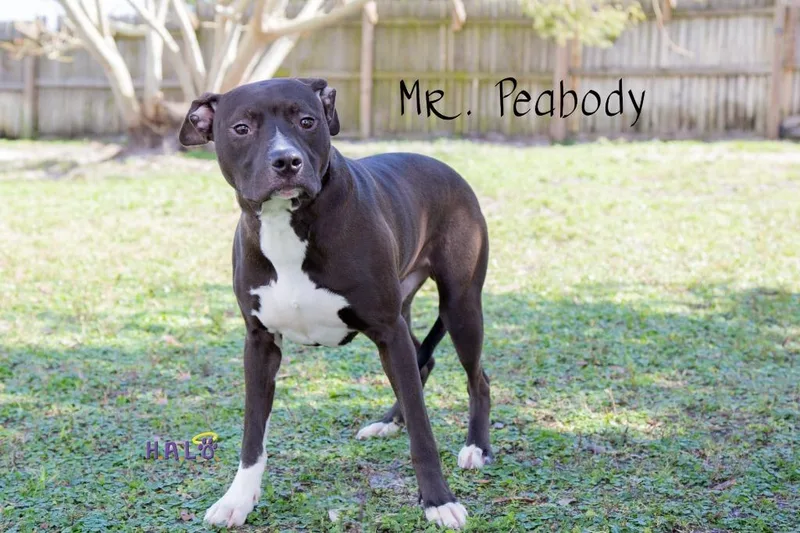 Mr. Peabody thumbnail 2