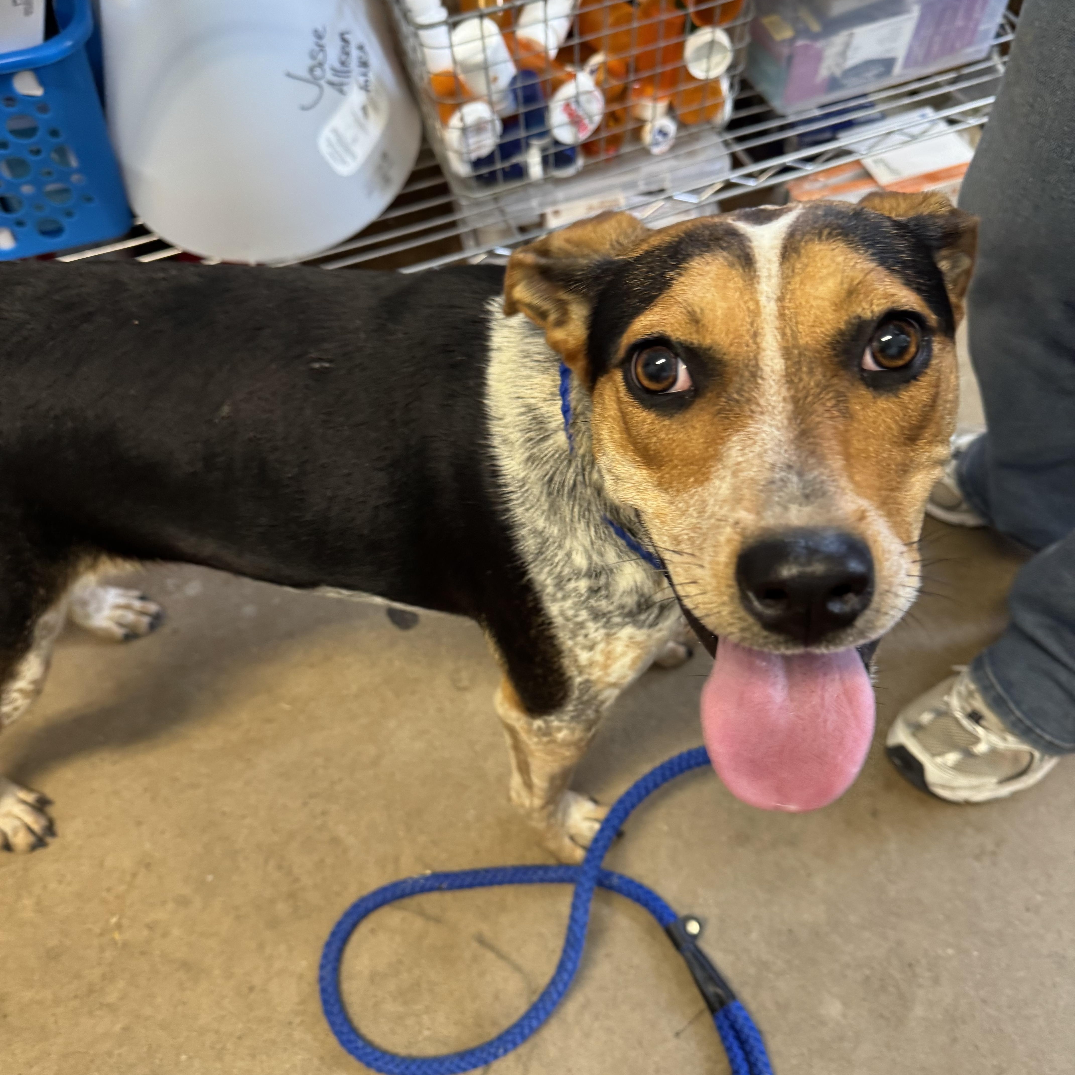An adult medium-sized male Australian Cattle Dog / Blue Heeler dog named Marge for adoption in Marshall, NC