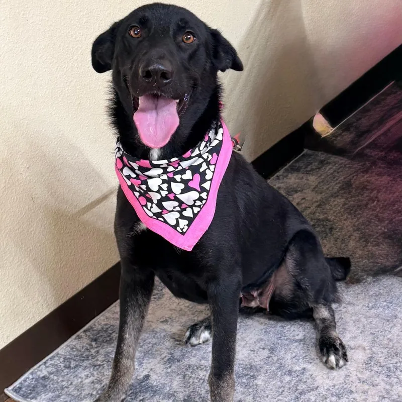 An adult medium-sized female Black German Shepherd Dog dog named Lisa for adoption in Weatherford, TX