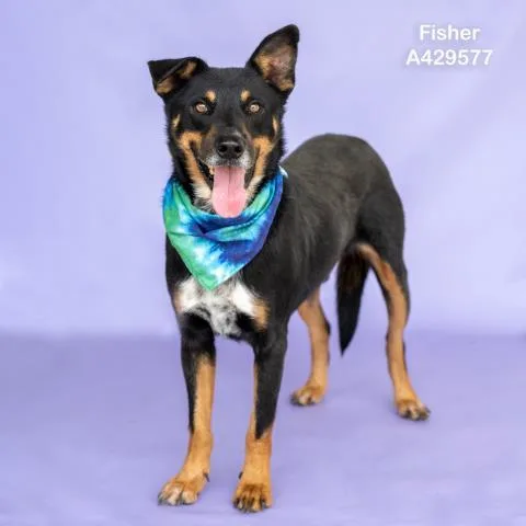 An adult medium-sized male Australian Cattle Dog / Blue Heeler dog named Fisher for adoption in Conroe, TX