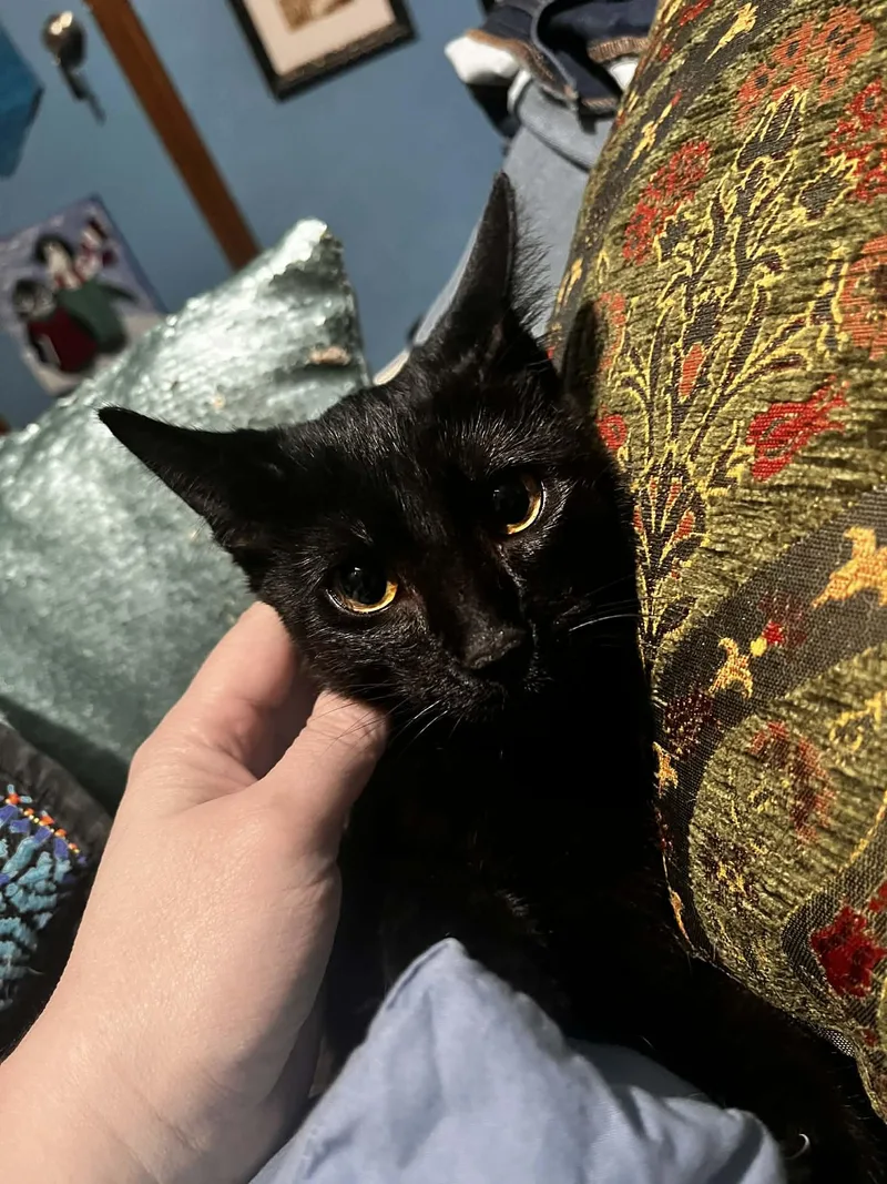 A baby medium-sized female Tabby cat named Lizzy for adoption in MONTGOMERY, TX